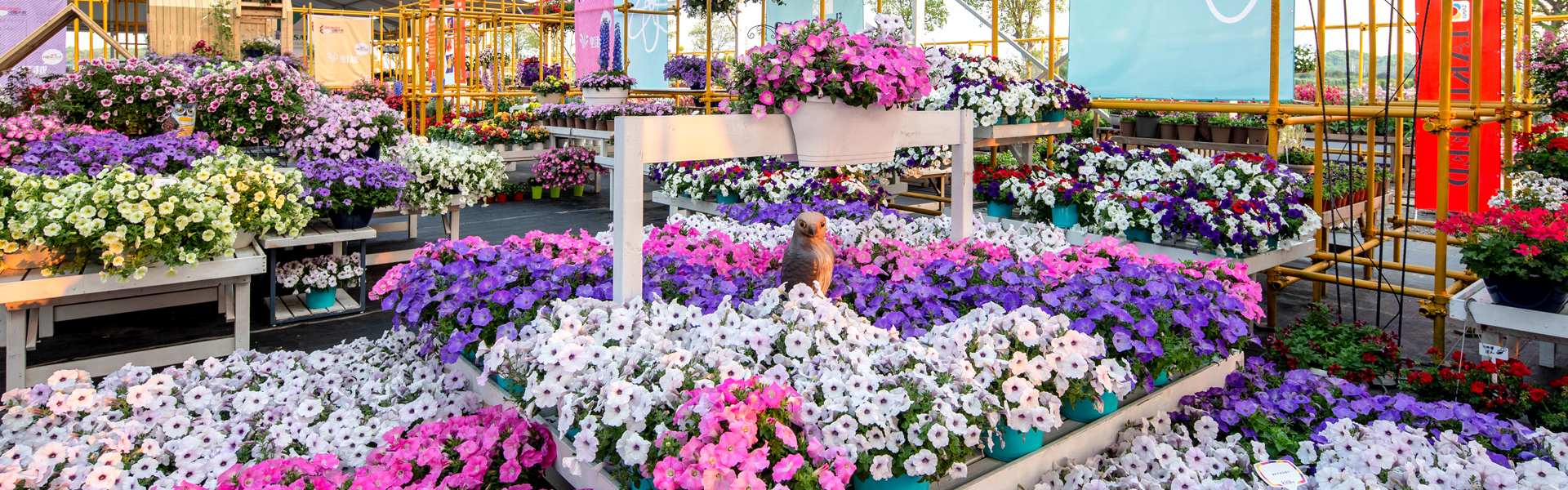 我国家庭园艺市场现状和生长偏向-News-Hongyue Flower Co., Ltd.