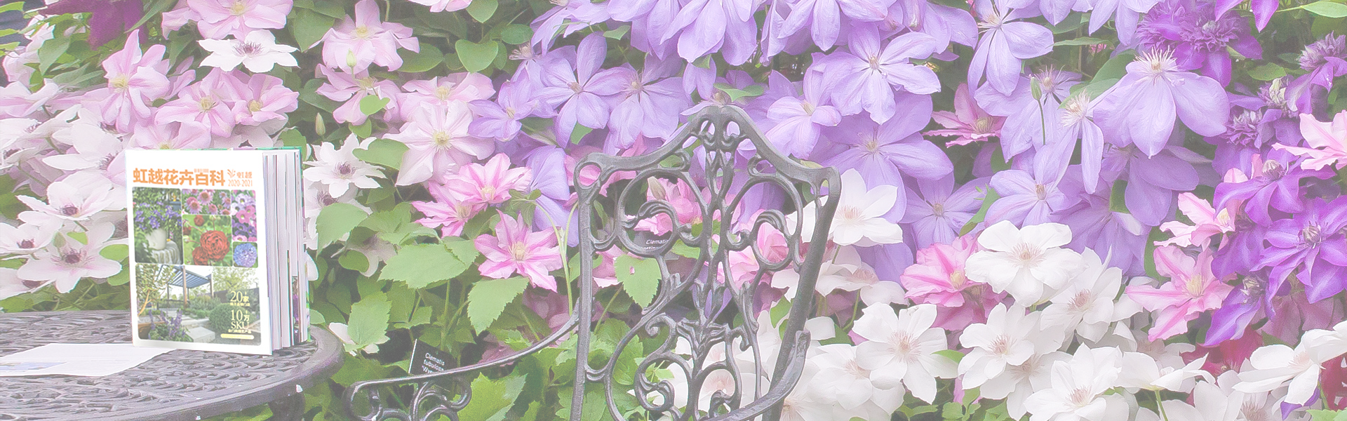 Plants of the year-Plants-Hongyue Flower Co., Ltd.