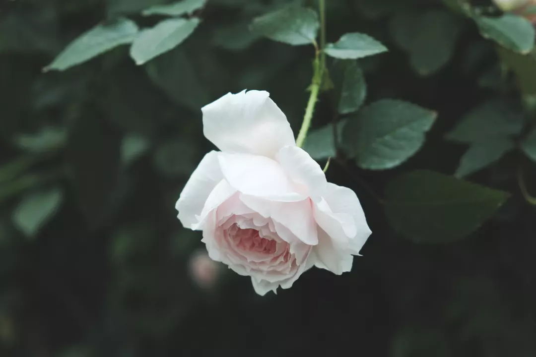 想要月季花朵大又花期长，，抹它！