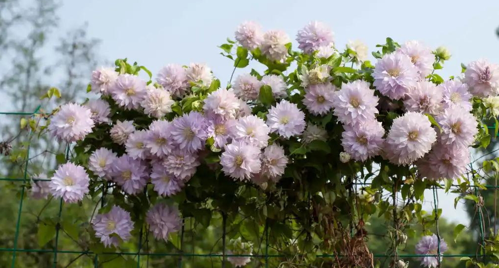 小空间也能美上天，，，，，，你的花园真的很需要她！