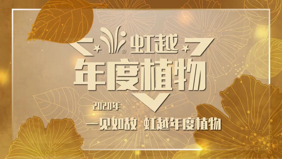 你好哇，，2020亚美国际年度植物！