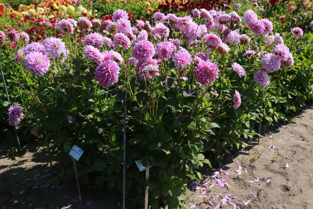 大丽花养护全指南，，，，，，炎天收获一片花海