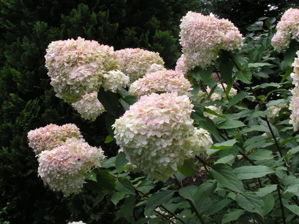 种棵绣球，，，，，繁花似锦一炎天，，，，，清新无限！
