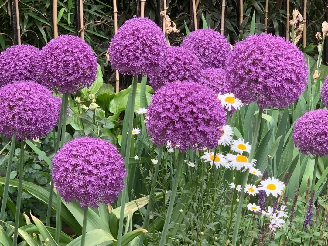 我在花园种了100棵大花葱，，年复一年美如初见