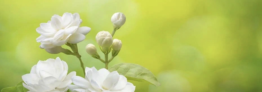 花开半年的人世第一香，，尚有哪些惊喜是我们不知道的