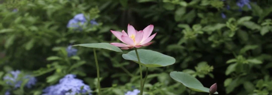 碗莲：虽然我个头小，，但我漂亮又好玩！