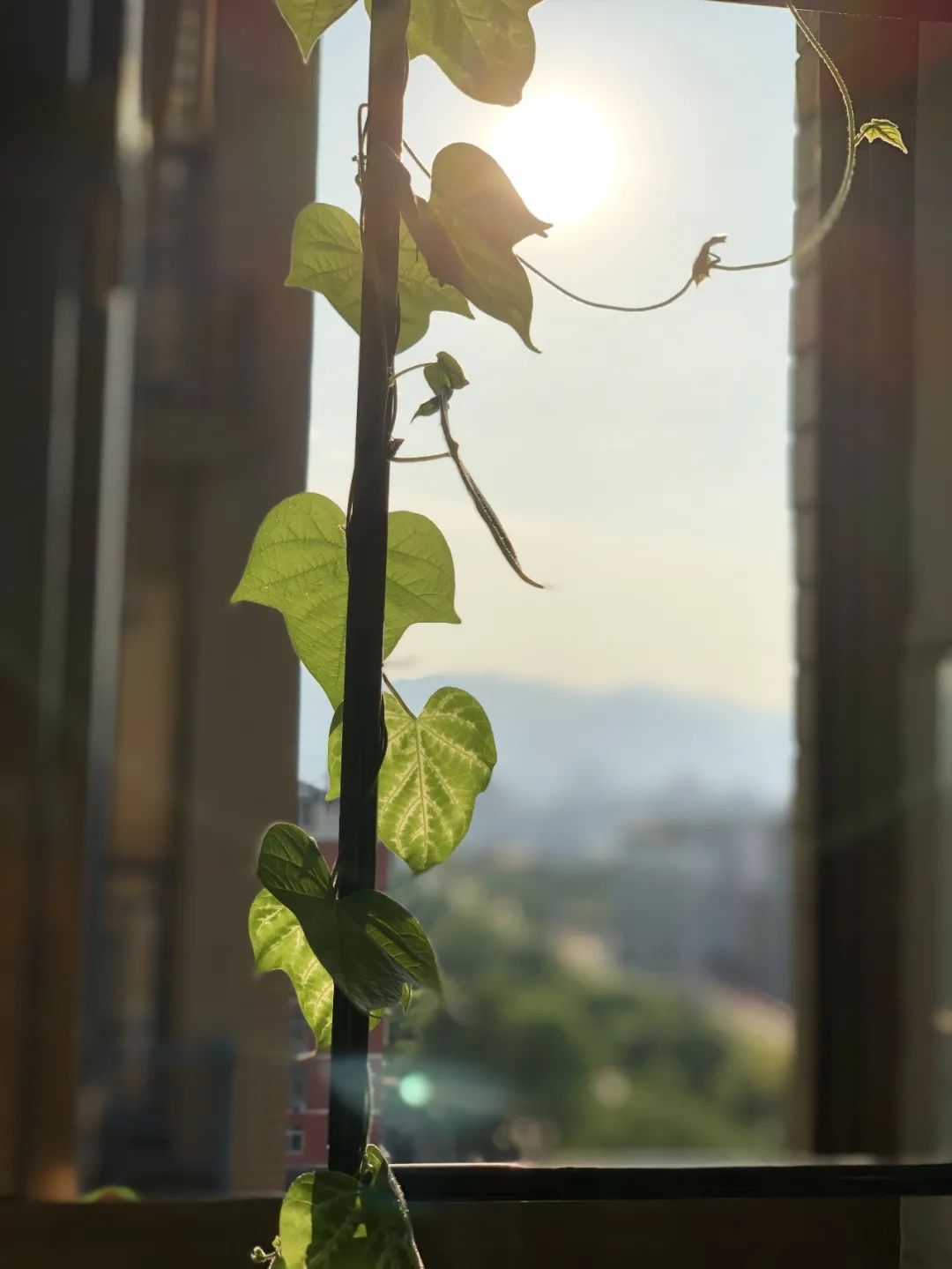 她在关闭阳台，，，种出铺天盖地的牵牛‘小森林’