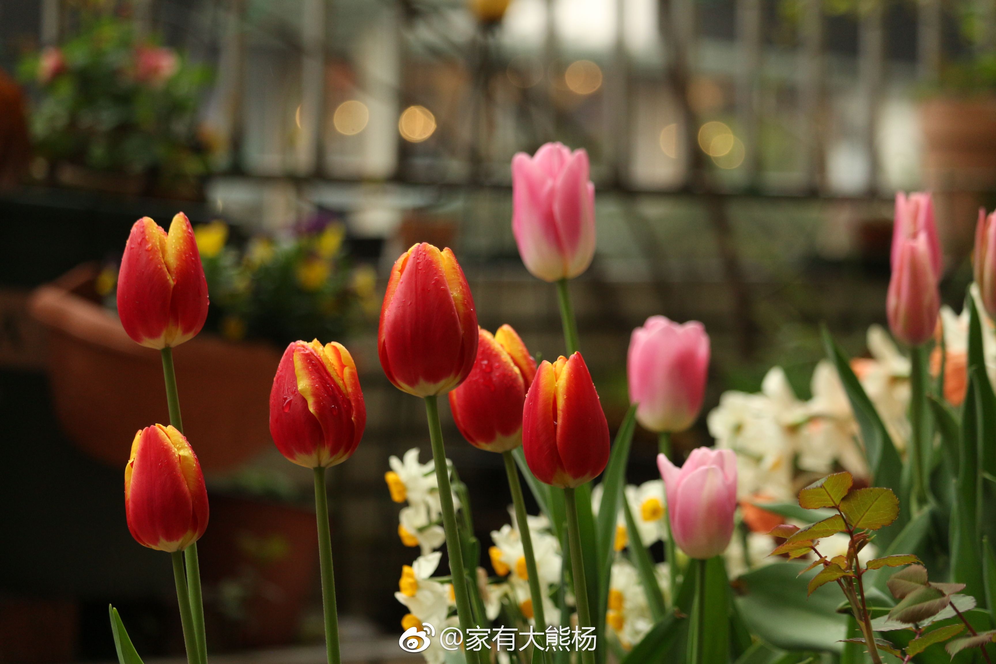 别人家花园悦目的神秘，，，都在春天的郁金香里