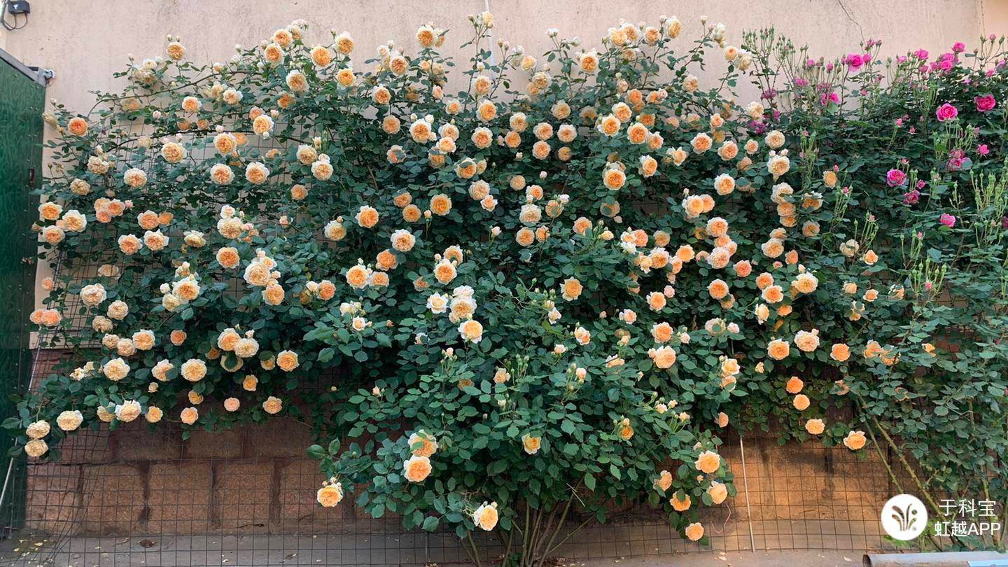 牙签苗逆袭成十米月季花墙，，两年就足够！