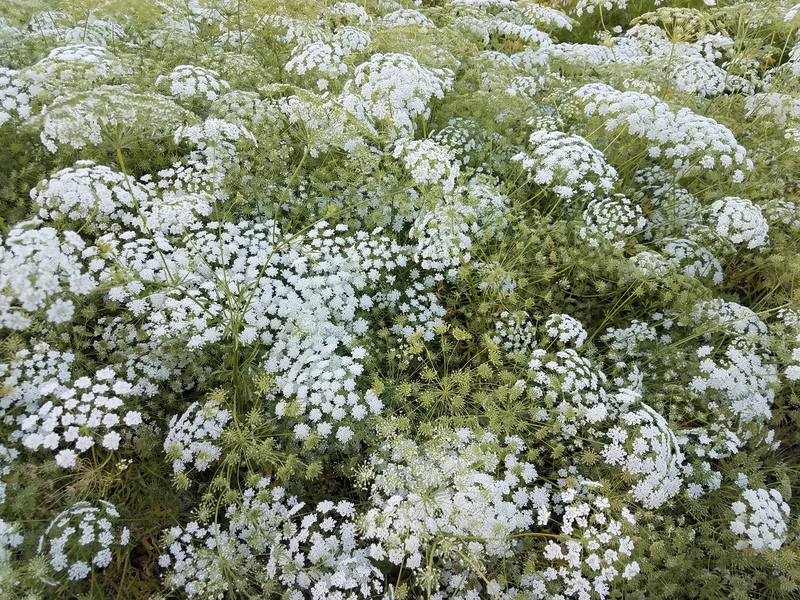 好养又百搭的‘花园蕾丝’，，，实现切花自由就靠它了！