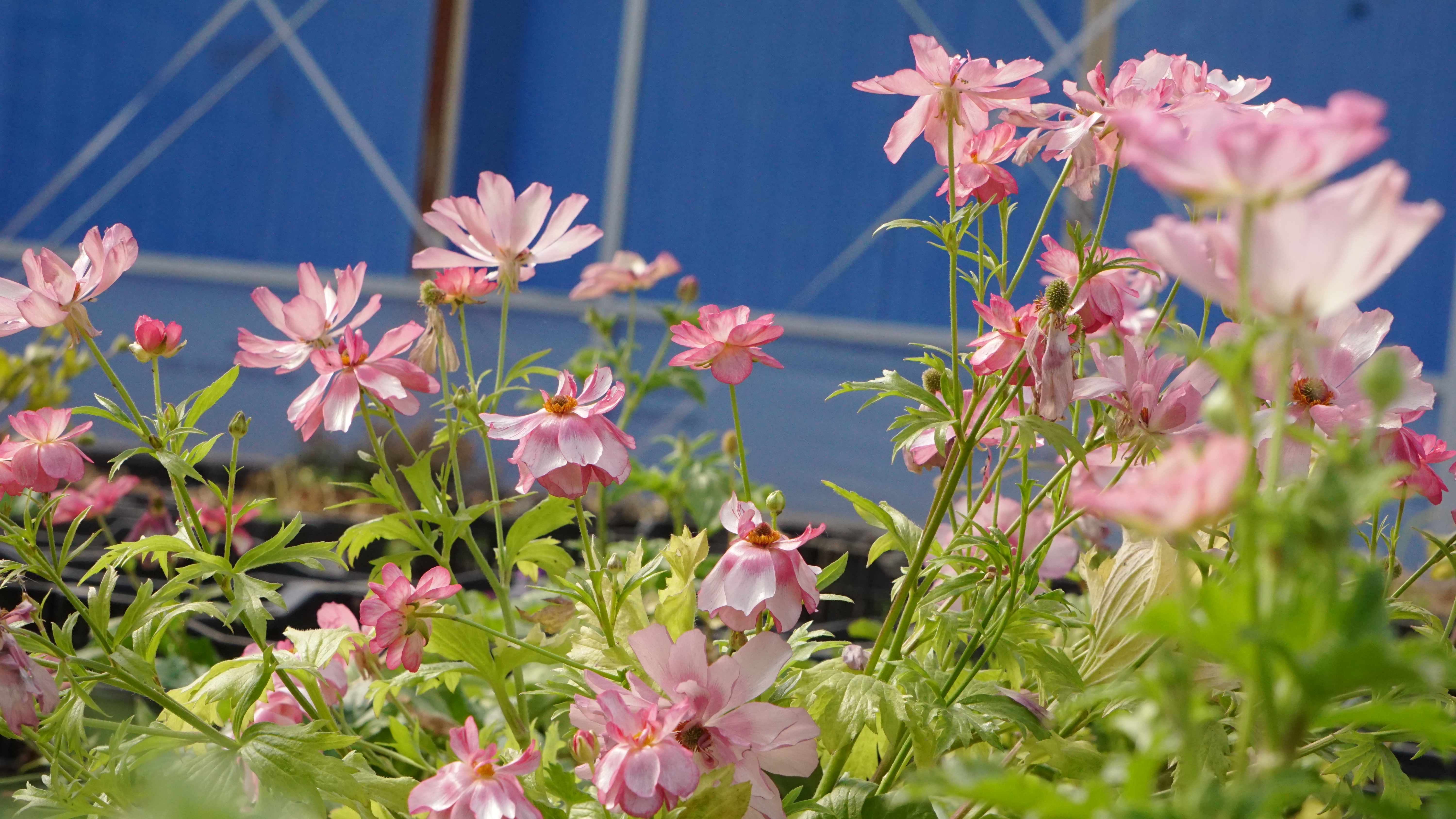 平平无奇‘小芹菜’，，，爆花竟比蝴蝶美！