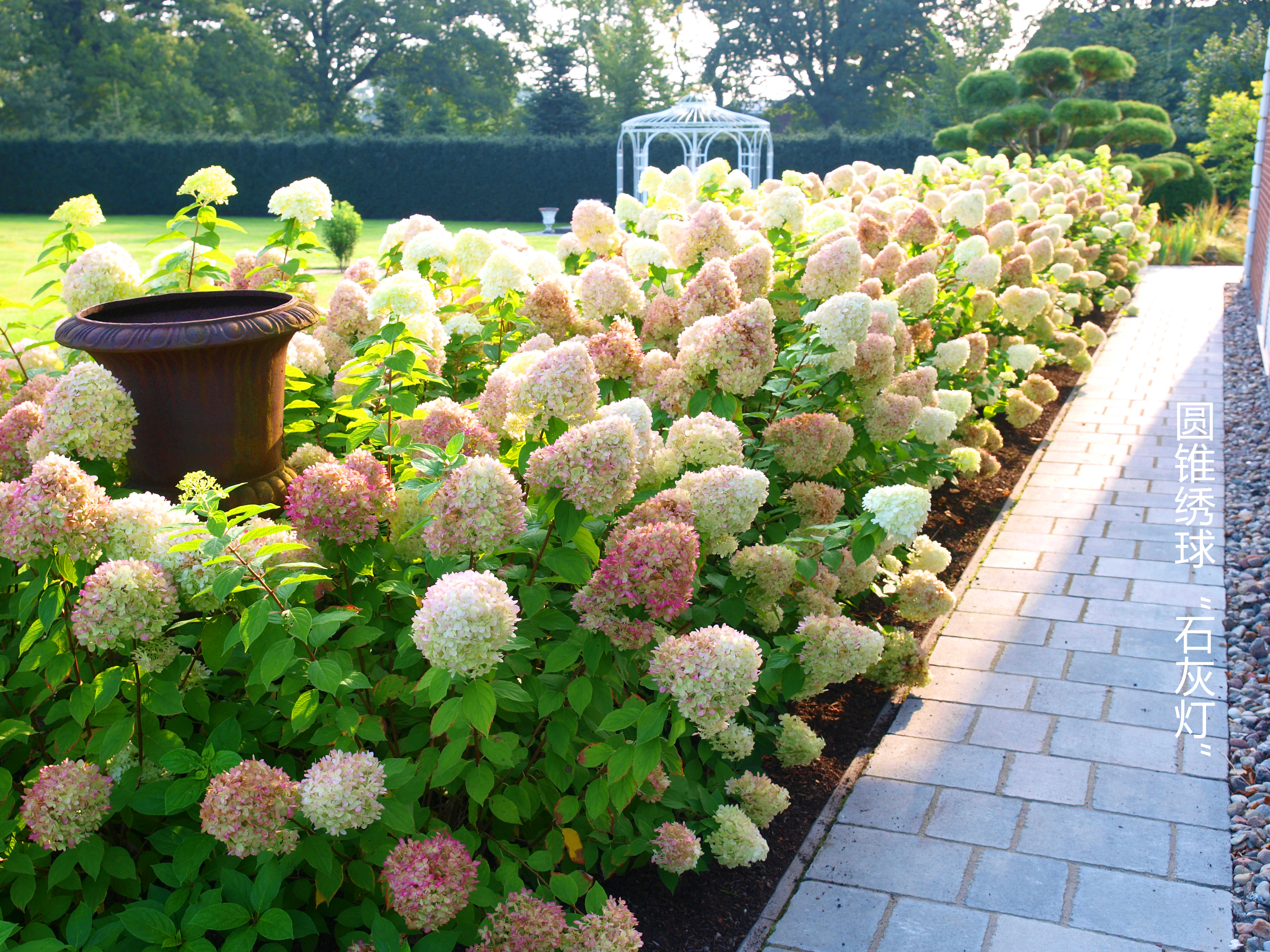 花开180天，，没人能拒绝夏日里的‘抹茶冰淇淋’！