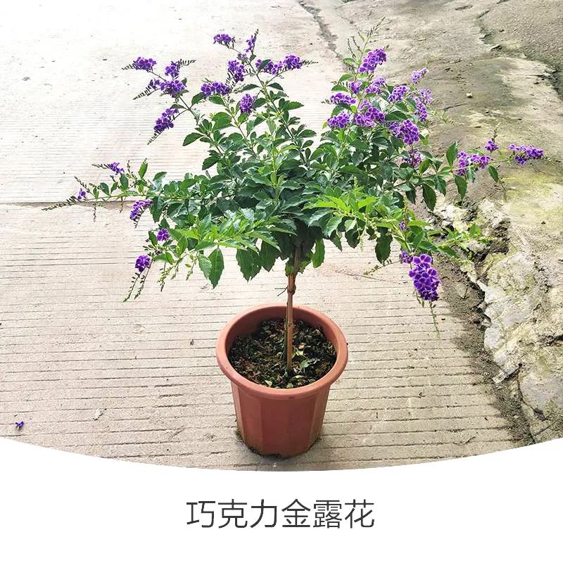 金露花 | 人世巧克力，，，着花时隔邻小孩要馋哭