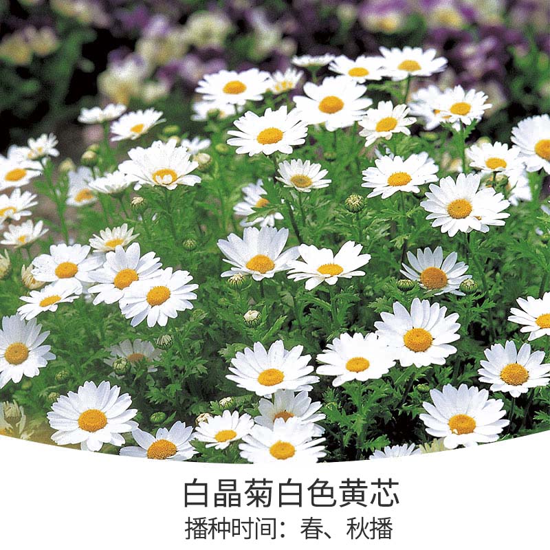 花开堆成雪，，，不可错失的春日小晴朗上线啦！