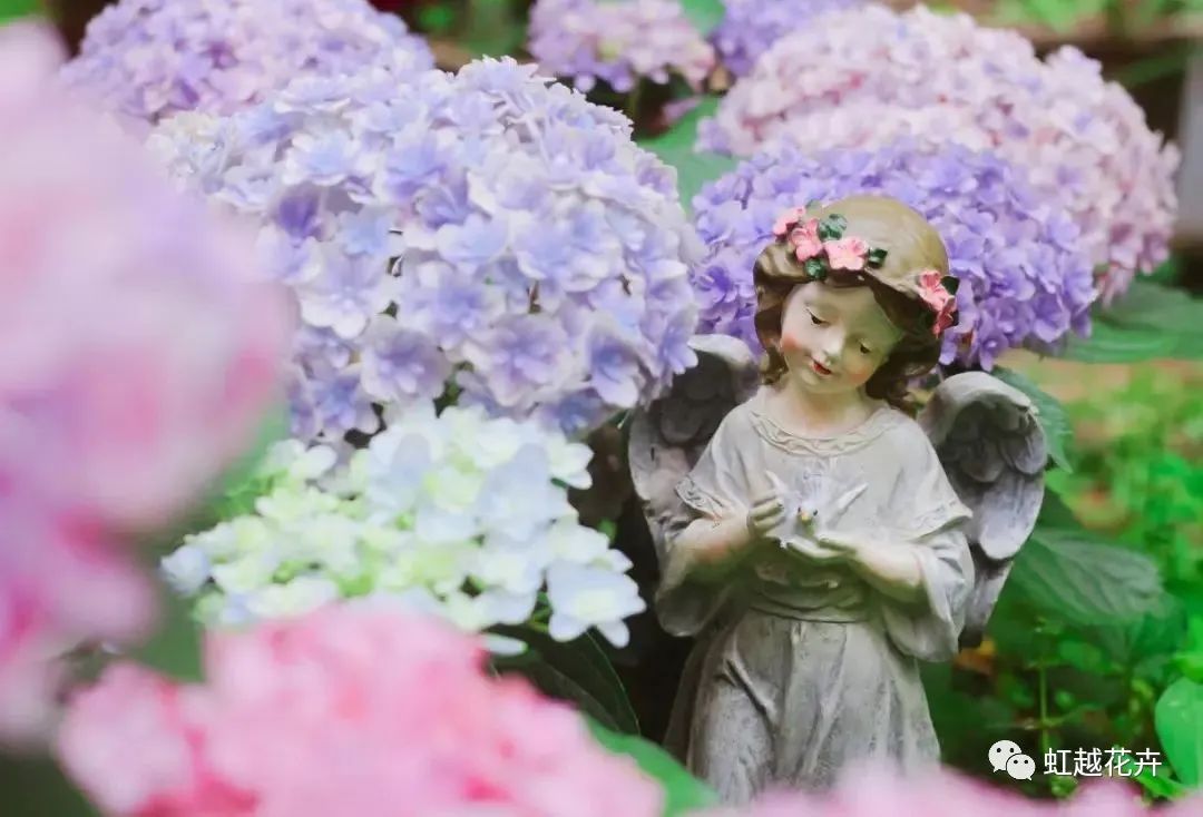 重瓣中的战斗机，，花手鞠竟能云云梦幻（附绣球花后养护指南）