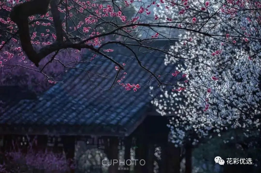 这几种花都分不清晰，，，春天都欠盛意思出门了！