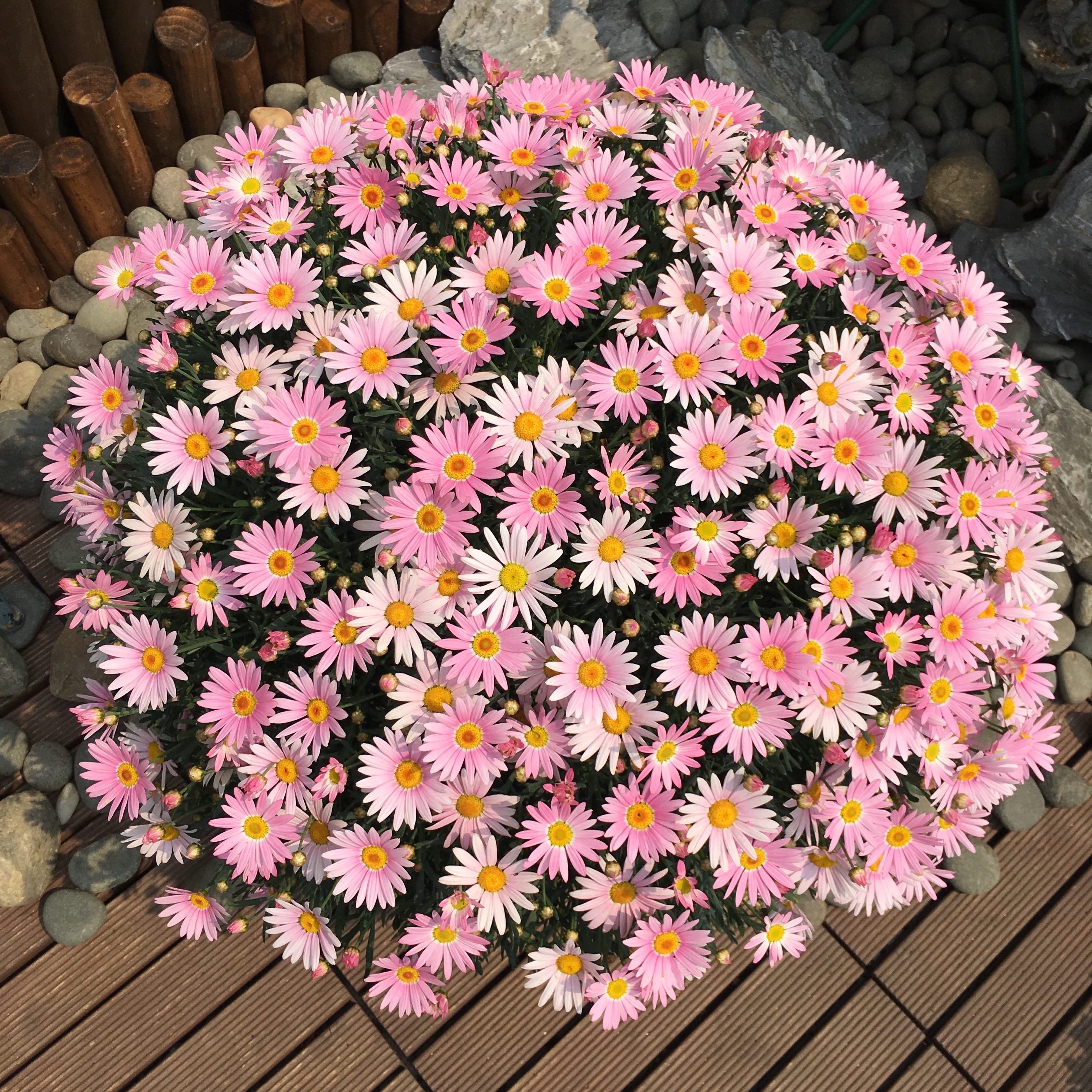 自带爆盆属性的玛格丽特，，，，，花开盆都装不下！