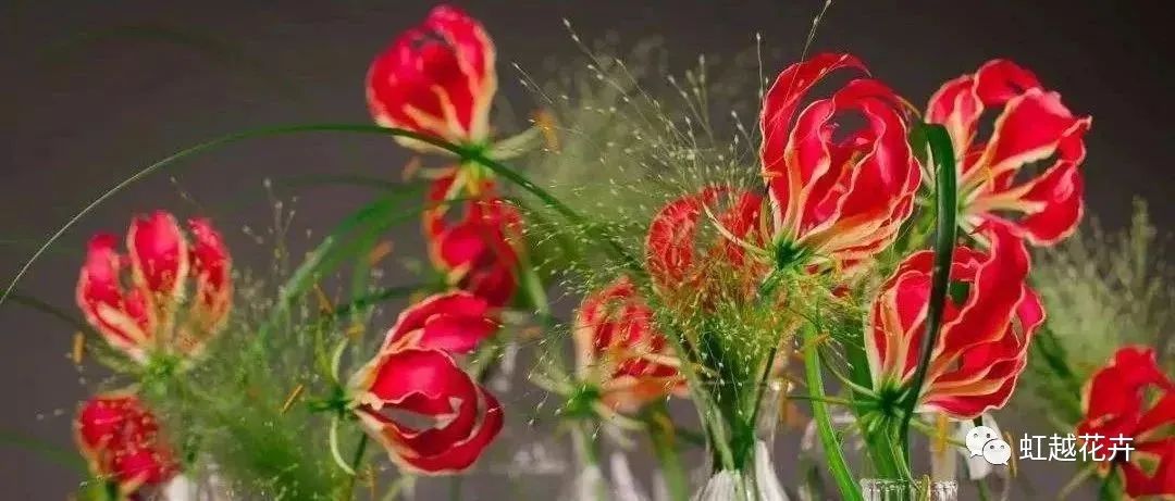 自带‘焰火’特效的嘉兰百合，，，，，年年燃爆你的夏日花园