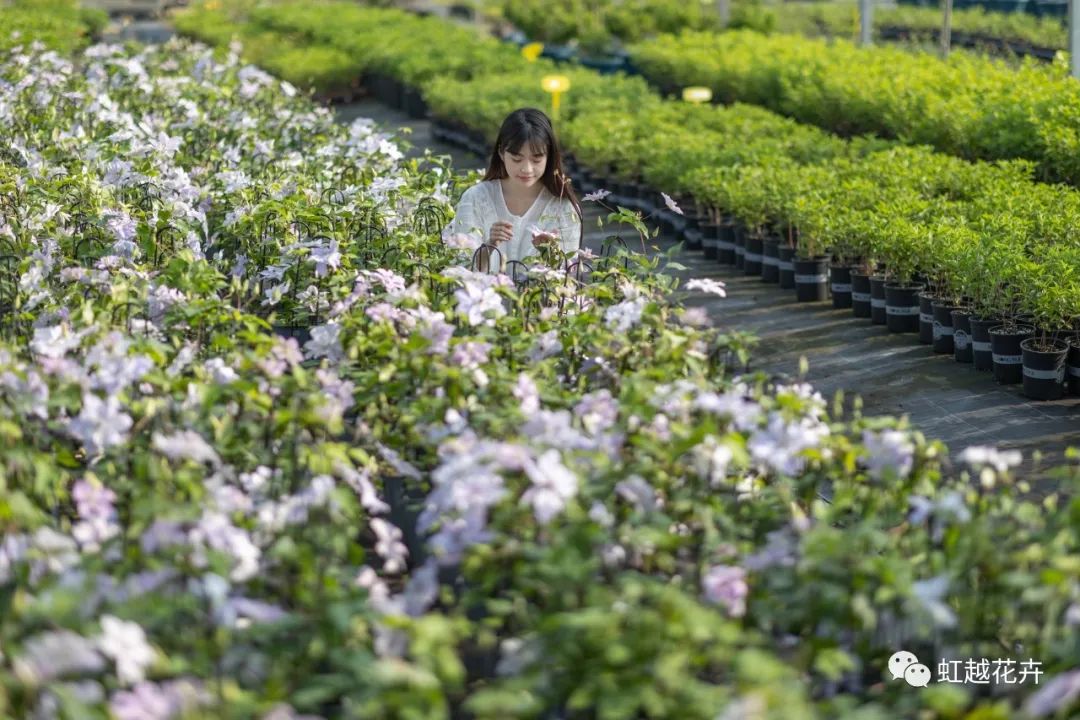 植物品种错版的两面价值 | 亚美国际视角