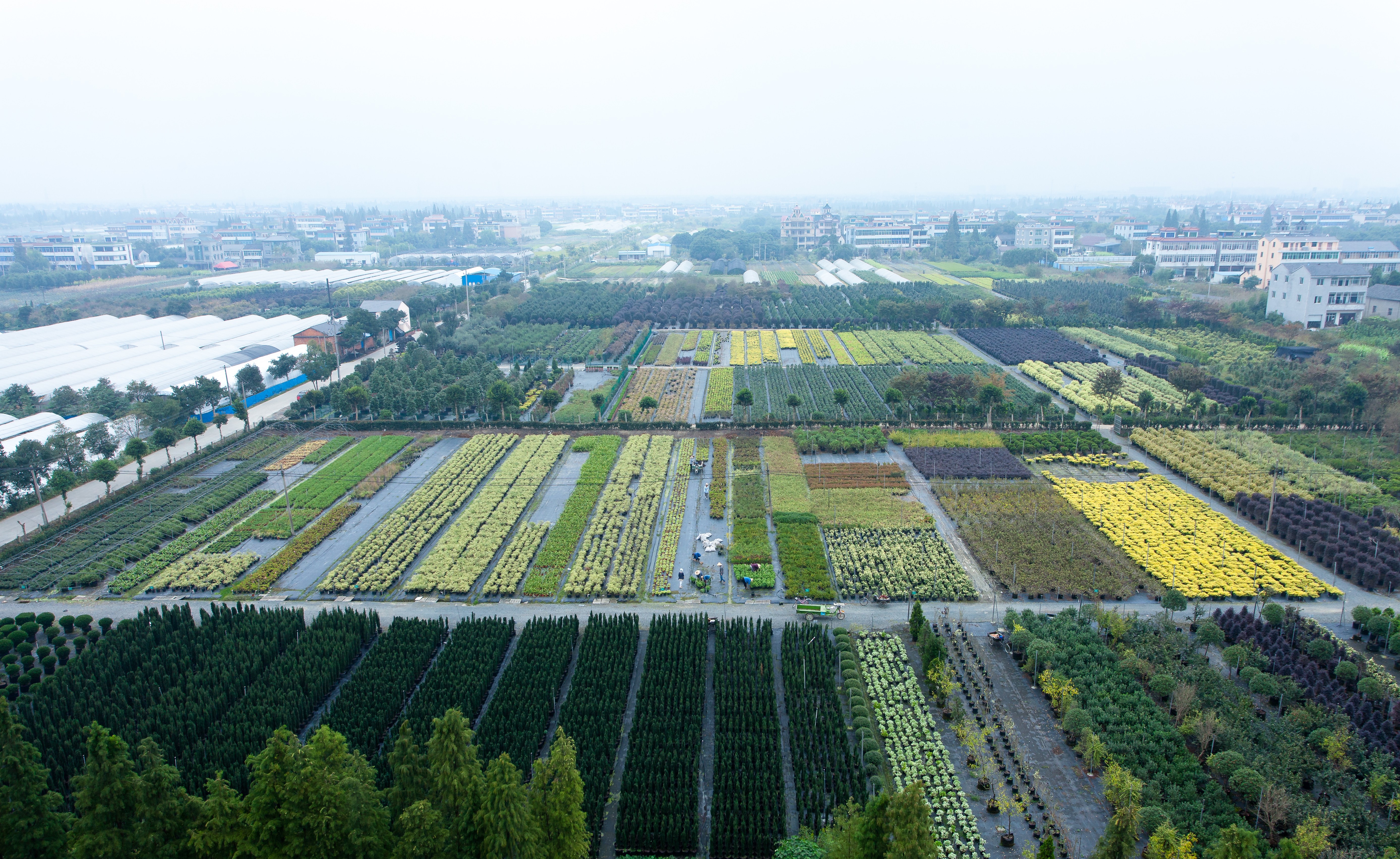 你好呀，，，，，2024亚美国际年度植物
